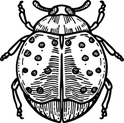 Detailed black and white ladybug illustration insect with spots, vintage hand drawn beetle, nature entomology drawing