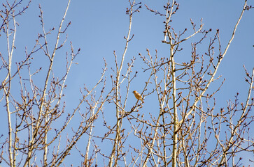 Small hawfinch hides quietly among bare spring branches in soft morning light. Bird pauses on tree,...