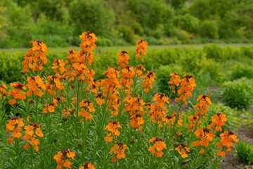 Colorful Spring Bloomers: Wallflowers (Erysimum) in a Rustic Garden Bed or Herbaceous Border