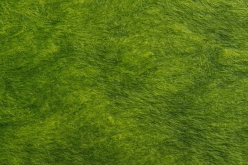 The aquatic plant texture with algae pattern