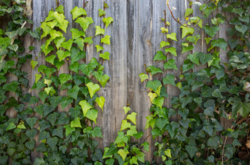 Background texture of climbing green ivy vines growing vertically on a weathered wooden fence with rustic charm. Organic wall pattern with copy space for design