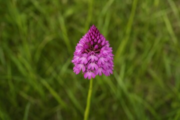 Aerial perspective of the wild pyramidal orchid (Anacamptis pyramidalis) found in southwestern Eurasia with infrequent sightings in Germany