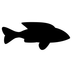 shark isolated on white background