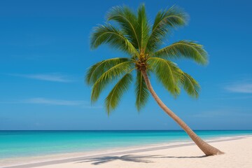 The Palm Tree Oasis