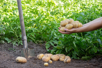 Freshly Harvested Potatoes in Hands on Green Field