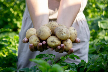 Freshly Harvested Potatoes in Hands on Green Field