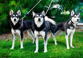 Three Alaskan Klee Kai dogs stand on the grass against a blurred tree background. The dogs are looking intently ahead. The dogs are kept on a leash. The photo is blurred and horizontal