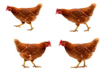 Isolated Four Brown Chickens Poultry on Transparent Background Illustration
