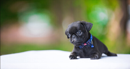 Cute pug puppy, black color lying on the background of nature in a blue collar, empty space banner. Concept of veterinary medicine, pet care and advertising.