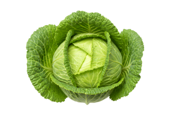 Isolated Fresh Green Cabbage Head Vegetable on Transparent Background