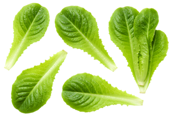Isolated Fresh Green Lettuce Leaves Vegetable Food on Transparent Background