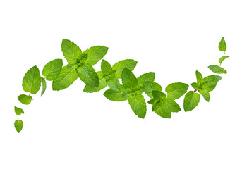 Isolated Fresh Green Mint Leaves on Transparent Background PNG