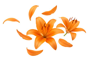 Isolated Transparent Background of Orange Lily Flower and Petals