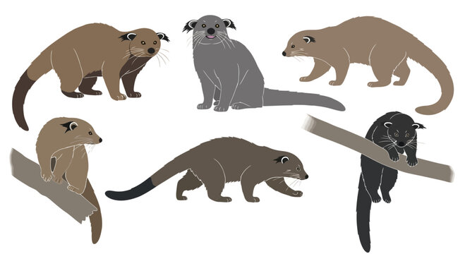 Binturong (bearcat) illustrations showing various poses and expressions  
