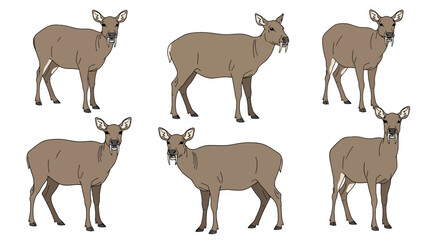Fototapeta premium Six Chinese Water Deer in different poses on white background 