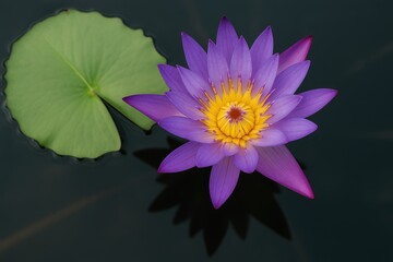Aerial shot of a stunning purple lotus blooming in a lush tropical pond