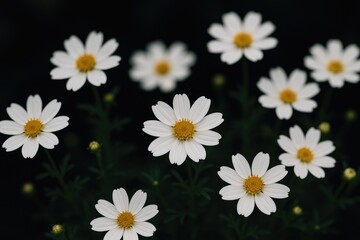 Obraz premium Different moments and blossoms