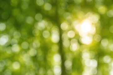 Obraz premium Obscured foliage with sunlight streaming through