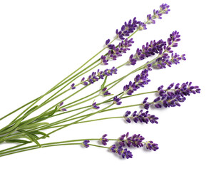 Lavenders flowers bunch