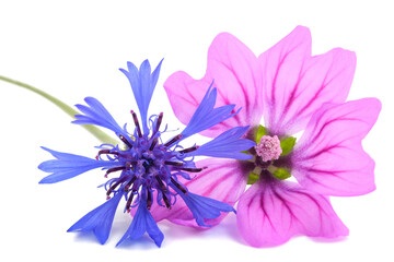 Obraz premium Mallow and cornflower