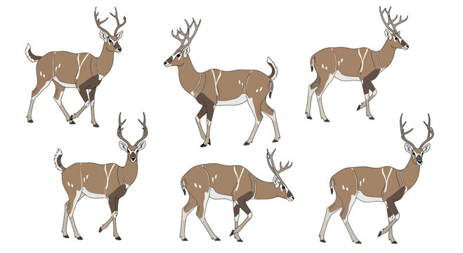 Milu deer in different poses showcasing various stances and movements  