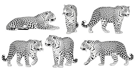 North Chinese leopard in various poses, showcasing different movements  