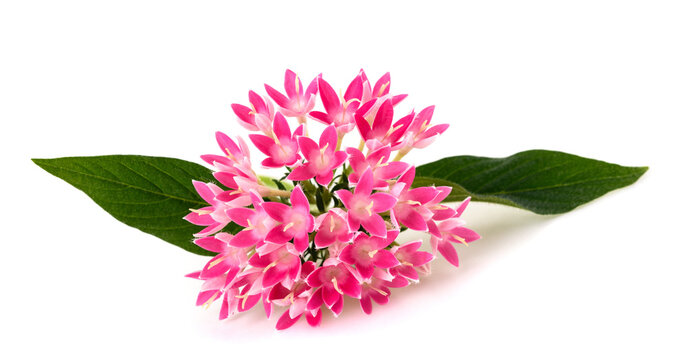 Egyptian starcluster flowers