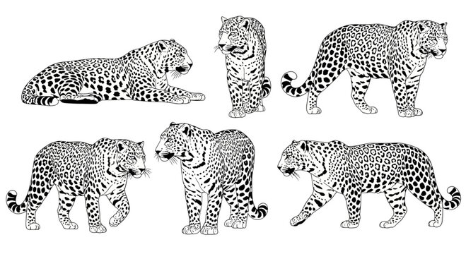 North Chinese leopard in various poses, showcasing different movements  