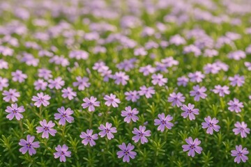Obraz premium Delicate violet blossoms blooming in a garden setting