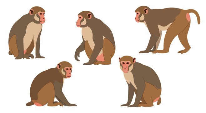 Rhesus Macaque in different poses showcasing playful expressions  