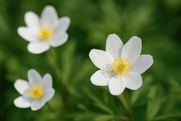 Low-flowering plants with minimal blossoms