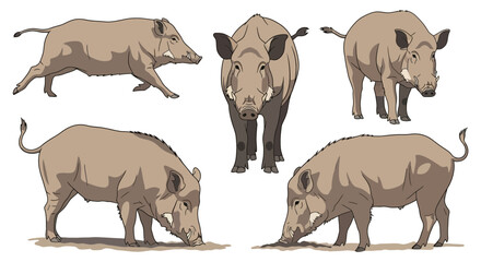 Fototapeta premium Sulawesi Warty Pig in different poses on white background 