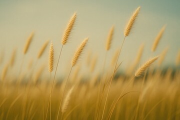 Fototapeta premium Grass Family Classification and Characteristics