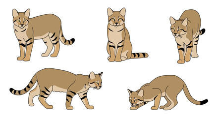 Obraz premium Turkestan Sand Cat in various poses showcasing natural behavior 