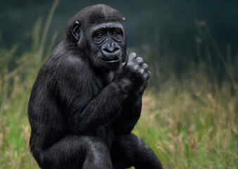 A close up of a baby Western Lowland Gorilla