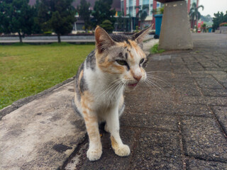 A calico cat is a domestic cat of any breed that has a tri-colored coat.