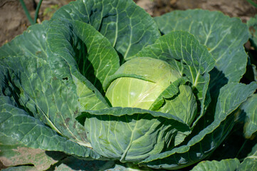 Fototapeta premium green cabbage in the garden