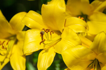 yellow lily flowers