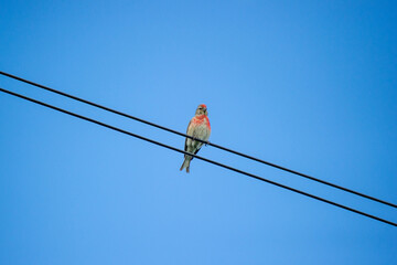 the common linnet on a wire