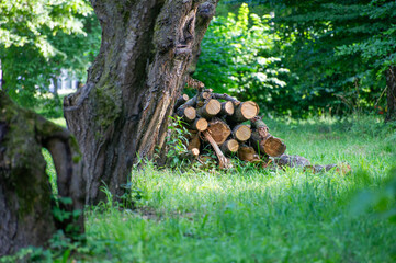 pile of firewood in the park near a tree