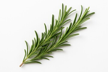 Fototapeta premium Single rosemary sprig viewed from above on a plain white surface