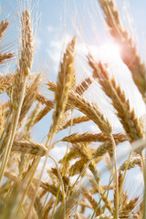Golden wheat ears in the sunlight. Agricultural background for a the harvest. Vertical close-up.