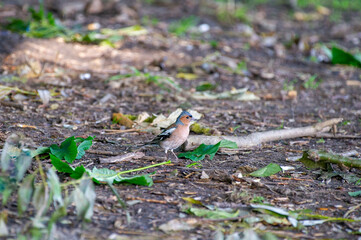 Chaffinch bird perched on the ground in a natural environment