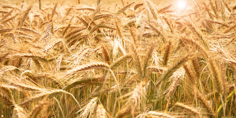 Golden wheat ears in the sunlight. Agricultural background for a the harvest. Close-up.