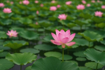 Crimson revered lotus flower