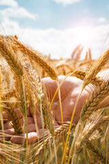 Golden wheat ears are checked by hand. Sunny nature landscape. Agricultural background for a the...
