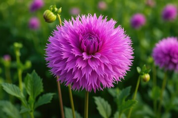 Obraz premium Violet fringed Dahlia displaying vibrant blooms
