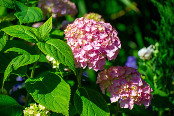 Close-up of a vibrant pink hydrangea flower in full bloom surrounded by green leaves.