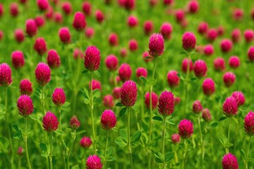 Obraz premium Red clover flowers and foliage with a natural background