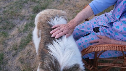 Senior woman’s hand petting dog outdoors in natural light 